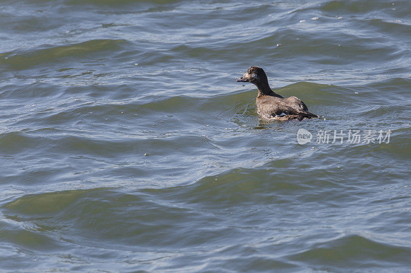 白色翅膀的Scoter (melitta fucsa)马里兰海洋城